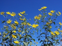 01115c - Photo Expedition - Yellow Flowers  Peter Rhebergen - Each New Day a Miracle